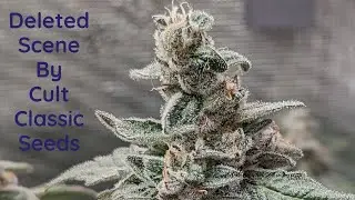 Deleted Scene by Cult Classic and the Autoflower tent.