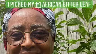 I Tried African Bitter leaf and This Happened&hellip;#herbalmedicine #selfcare #sustainability + Garden