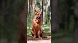 top 3 dog breeds NOT for first time owners #shorts