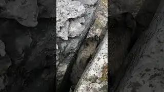 Canadian Marmot