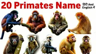 20 Amazing Primates Name for Kids || Kids Learn, Study बंदरों और Apes के नाम हिंदी to इंग्लिश 