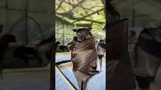 5 Fun facts about bats you won&rsquo;t believe