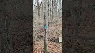 Latham Brook preserve