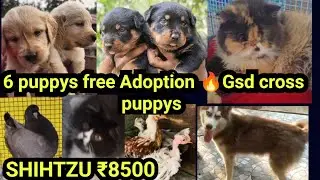 6 puppys Free Adoption🔥Gsd cross puppys 🥰pom free❤SHIHTZU 8500❤Rot |Dogs sale low price in Kerala|D4