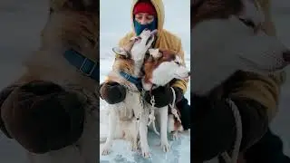 &iquest;Qu&eacute; ser&iacute;a de ti SIN tu PERRO? Una Reflexi&oacute;n que te Toca el Alma