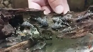 L-264 Leporacanthicus joselimai (Sultan pleco)