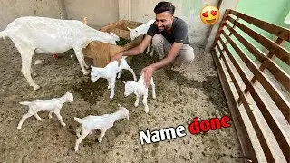 Goat Babies k Name Rakh Diye😍