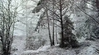 Snowy Forest. pt.27. November 2024