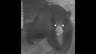 I'll see your bear and raise you one.
