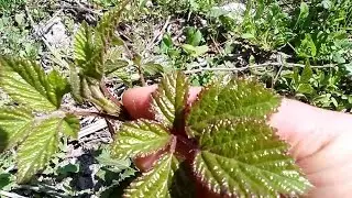 Riconoscere il Rovo (Rubus Ulmifolius) e come cucinarlo