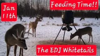 Feeding Time!! How I use Moultrie feeders for Supplemental Wildlife Feeding The EDJ Whitetails 1-11