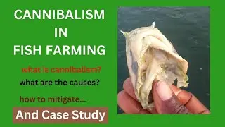 How To Control Cannibalism in Fish Farming