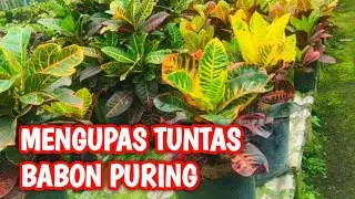 REVIEW INDUKAN PURING DAUN LEBAR -Kelas Koleksi Kejora Tani