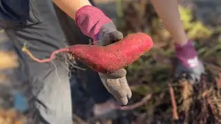 Sweet Potato Harvest 2024: SPECIAL EDITION