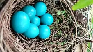 Most beautiful bird nest in tha world