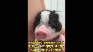 Мини-пиги #explore #прикол #trending
