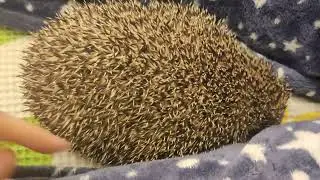 Еж 54 поймать на иголки испугать пойти съесть икает страшно Hedgehog catch on needles hiccups