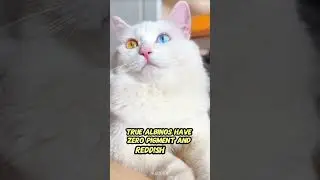 5 уникальных фактов о белых кошках, которые вас поразят!