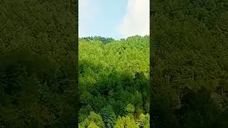 Pine jungle 🎄,,, Azad Kashmir,,,