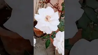 Beautiful Rose 🌹 Stress Relief Nature | Mind Relaxing Nature Video