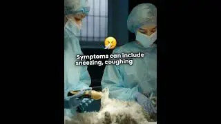 CAT FLU  #cat #kitten #catlover #pets #animals #catsanddogs #catflu #catsneezing #furry