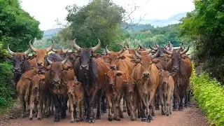 Herding Thousands of Cute, Tame Cows Roaming the Road - Cows Dancing. Cute Cows. Cows. Cow Sounds