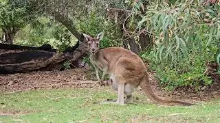 Muito lindo Mam&atilde;e canguru carregando seu filhote!