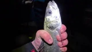 WINTER SEA BASS FISHING #seabass #winter #fishing #croatia #offshore #floatfishing #greatcatch