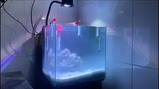 Setup bể Cubic 30 lọc treo đơn giản nuôi cá Nemo nước mặn , không skimmer.#nanotank
