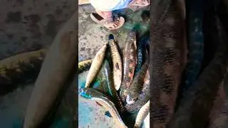 😱big size marli #fish    #youtudeshrts #fishing   #shorts #shortsviral   support karo 🥹