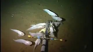 Mariana snailfish feeding on the ocean floor