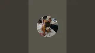 The Lavish and Royal Life of Zeke the Frenchie is live!