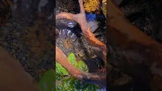 I Created an Epic Self-Sustaining Terrarium Garden with a Gecko!