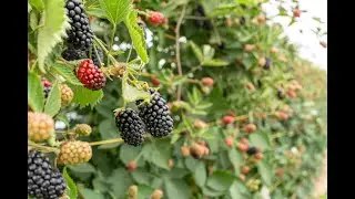 Shepherd Neame Food Team visits Clock House Farm