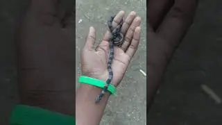 Sweet Snake Rescue |Kukri snake |#shorts #snake #shortvideo |
