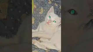 Balloon blast#shortsfeed #shortvideo #shorts #shortsviral #short #short #cat #catcute #youtubeshort