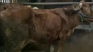 BENGKEL SAPI INI RAHASINYA SAPI KURUS JADI GEMUK