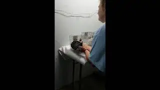 Chinchillas