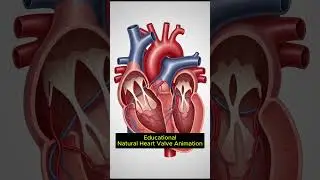 How Heart Valves Work: Internal View of Cardiac Function | Medical Education | 16
