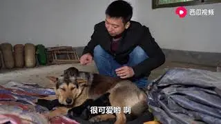 华农兄弟：狗狗生了6只可爱的狗宝宝，煮点猪肉给它吃