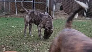Watch Merle Mastiff Pack Chow Down!