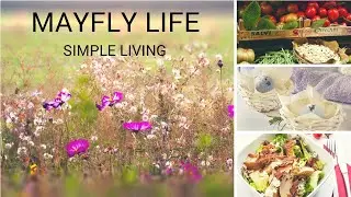 About Mayfly Life Intro