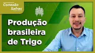 Estat&iacute;stica da Produ&ccedil;&atilde;o Brasileira de Trigo - Conex&atilde;o Safras