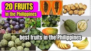 20 FRUITS  IN THE PHILIPPINES