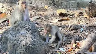 Very Pity ! Baby monkey Mira warns by Mom so hurt - when he use hand asks milk from her