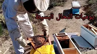 تربية النحل يوميات النحال البسيط( 3أ )