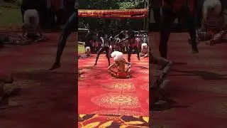 Tiger dance
