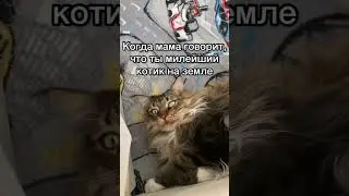 Неудобные вопросики #shorts #catvideos #cat #catlovers #petlovers #animal #pets #cat_richard