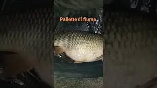 be different... be over ⚫🟠🟡🔴 #carpfishing #carpfishingitalia