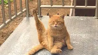 Unexplained Cat Behavior 😹 | Cats Being Weird for No Reason